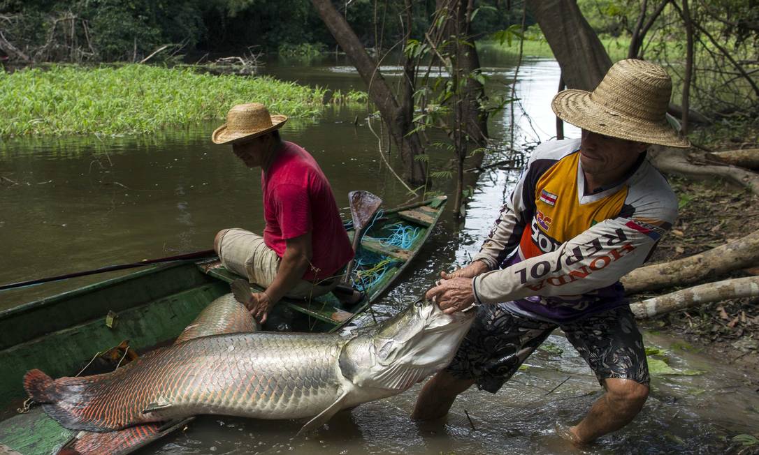 A pesca do pirarucu na Amazônia Jornal O Globo