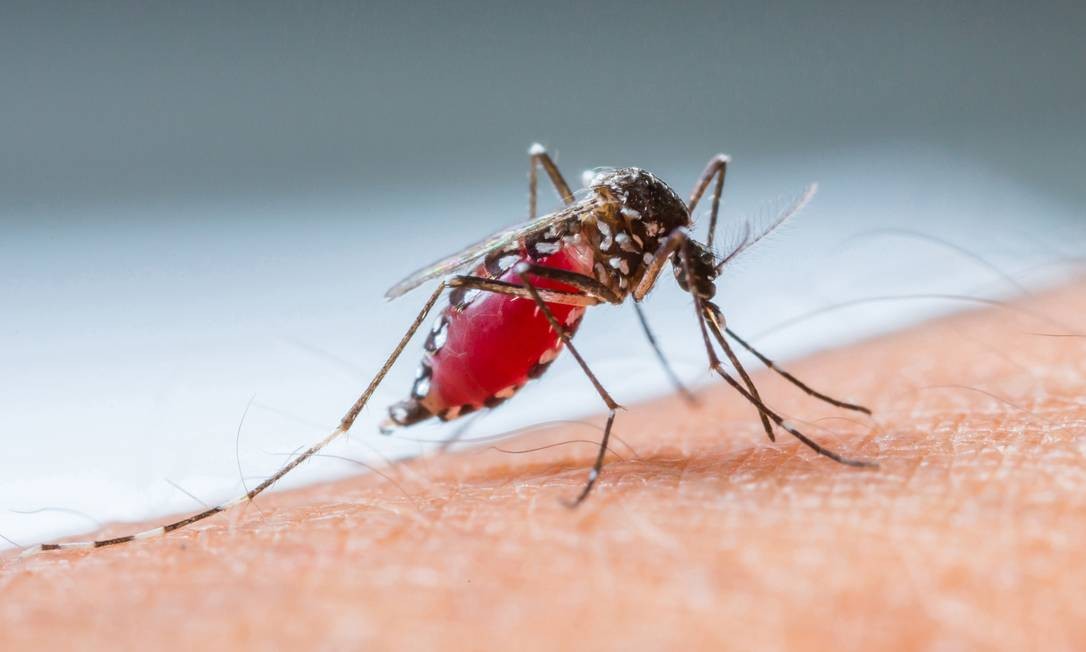 Rio De Janeiro Tem A Maior Redu O No N Mero De Casos De Dengue Do Pa S