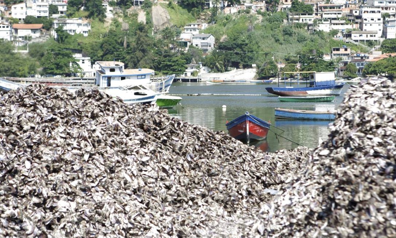 Expans O Da Maricultura Em Jurujuba Que J Foi Premiada Pela Onu