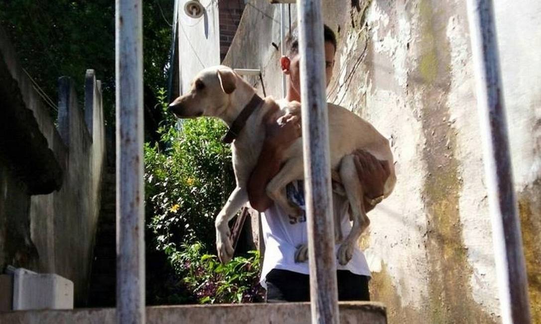 Comiss O Da Oab Faz Resgate De Animais Em Niter I Jornal O Globo