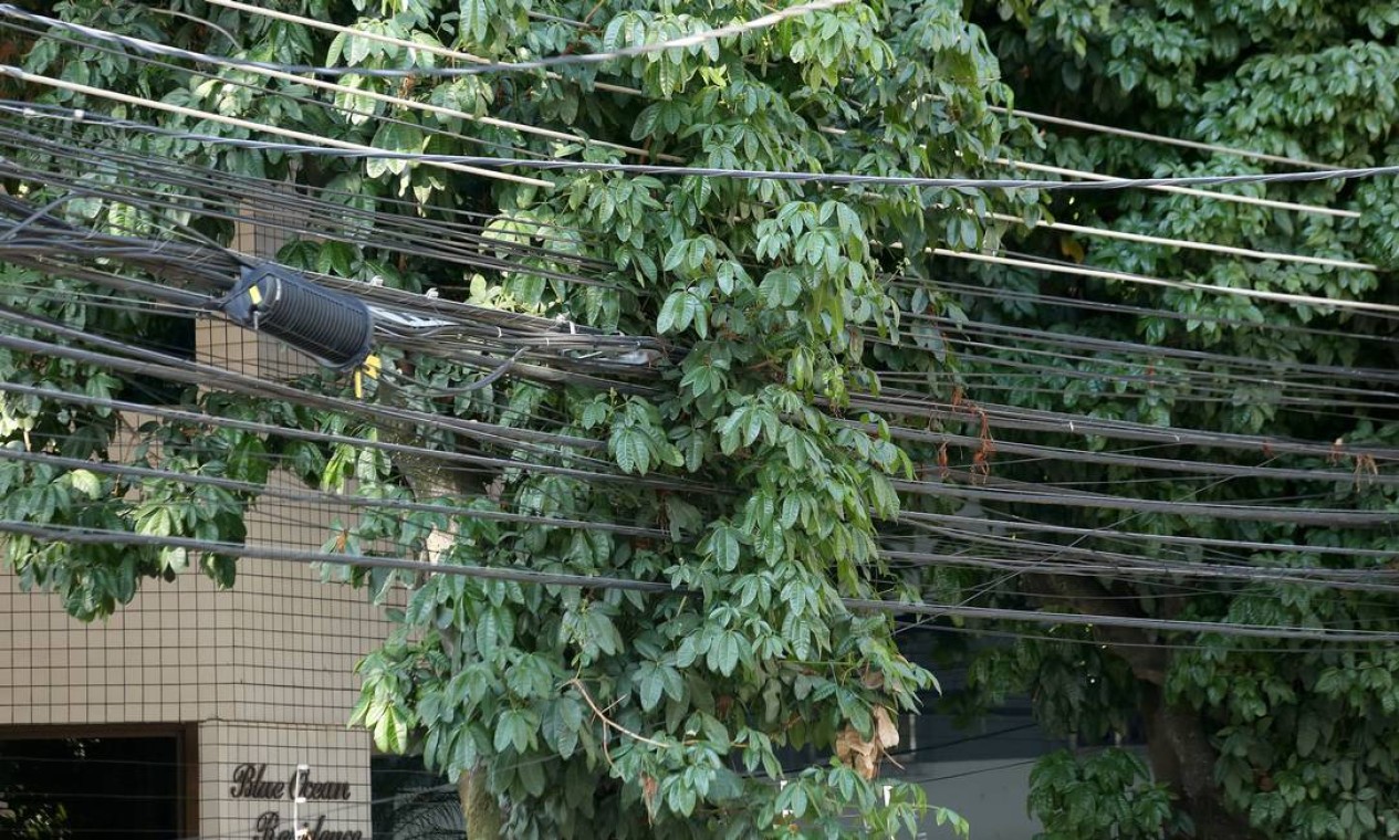 Moradores Da Rua Tirol Na Freguesia Reclamam Que V Rias Rvores N O