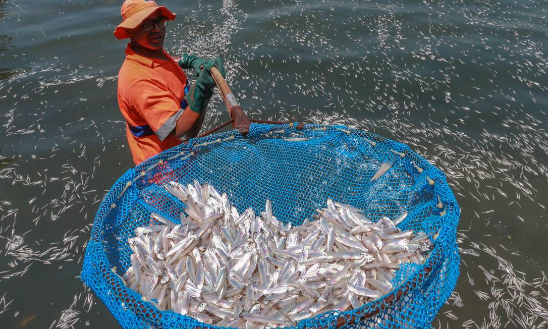 Quase Toneladas De Peixes Mortos S O Retiradas Da Lagoa Rodrigo De