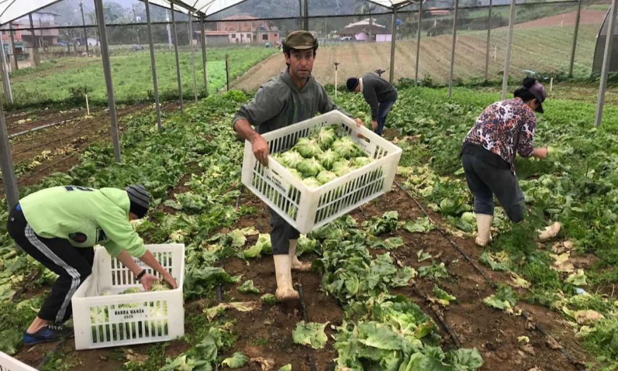 Mesa No Campo Distribuiu Mais De Toneladas De Alimentos A Mil