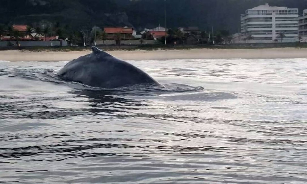 Baleia jubarte é vista na Praia de Piratininga em Niterói veja vídeo