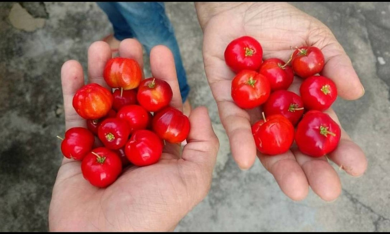 Cursos No Senac Ensinam A Cultivar Um Pomar Em Casa Conhe A Algumas