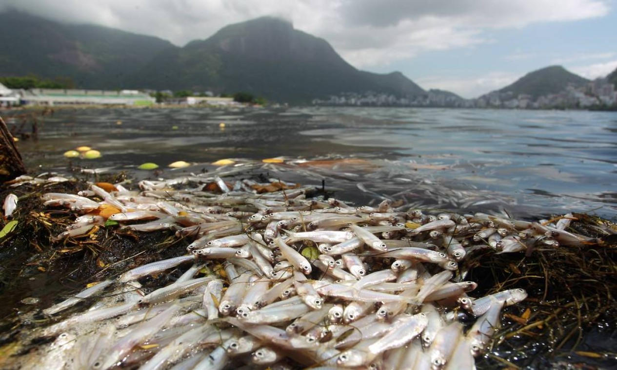 Prefeitura Diz Que Mortandade De Peixes Na Lagoa Foi Devido A Redu O