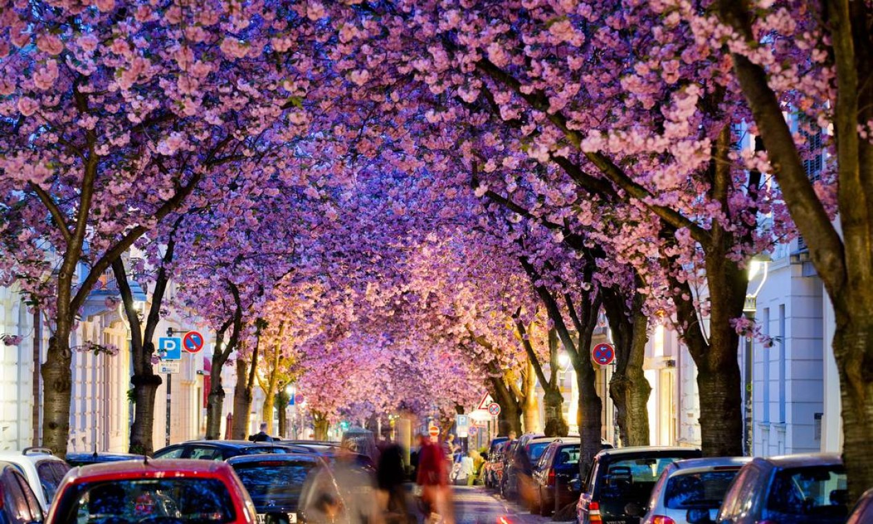 Cerejeiras enfeitam a primavera no Hemisfério Norte Jornal O Globo