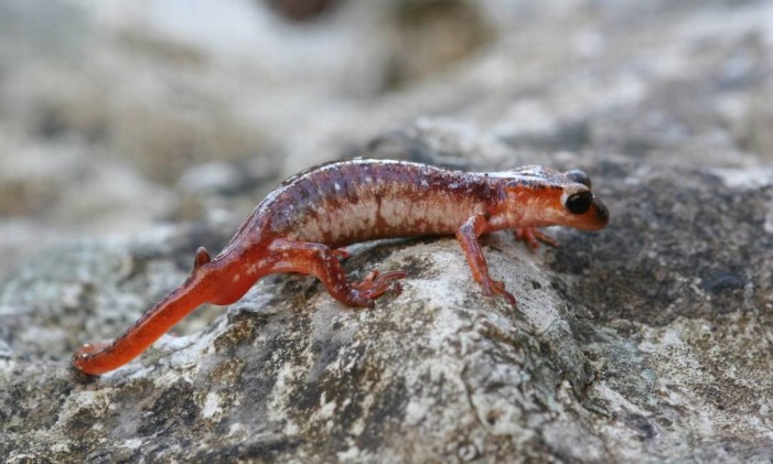 Salamandras desta espécie correm risco de extinção Foto: Philip de Pous