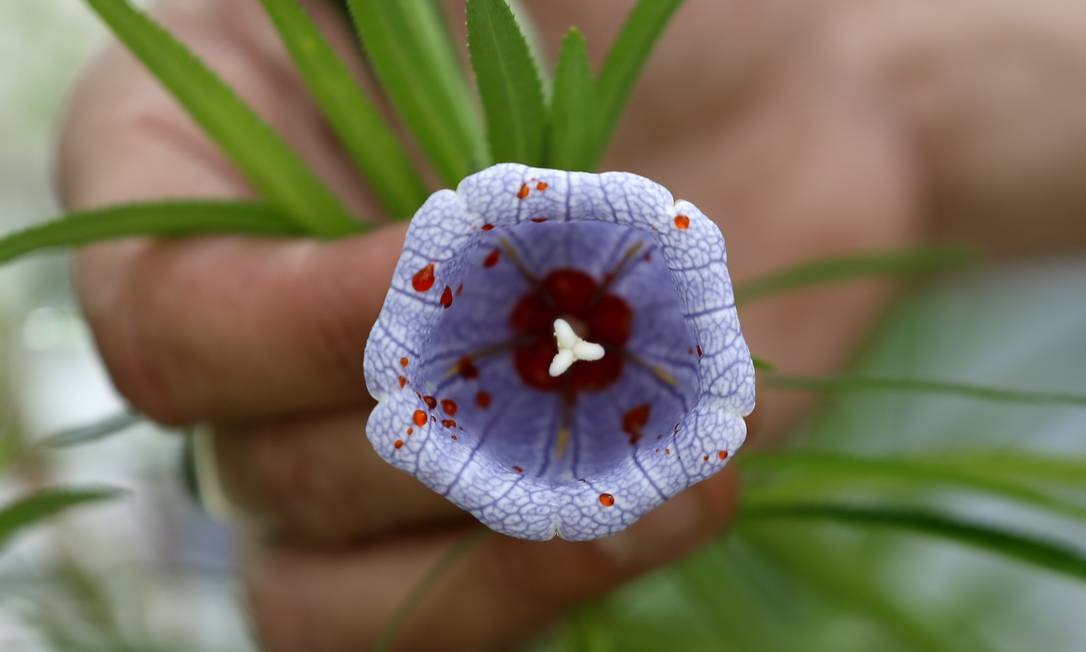 especies-de-plantas-ameacadas-de-extincao-86-esp-cies-de-plantas