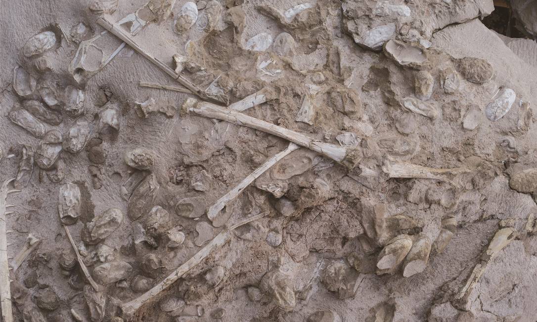 Paleontólogos encontram maior fóssil de pterodáctilo do período