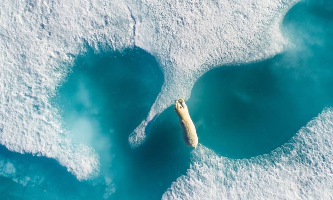 Um urso polar pula entre pedaços de água congelada no Canadá. O fotógrafo Florian Ledoux capturou o momento usando um drone em agosto de 2018. Animais estão enfrentando uma série de ameaças que estão afetando seu futuro status populacional. "Eles estão entre os primeiros refugiados da mudança climática", escreveu Ledoux Foto: Florian Ledoux