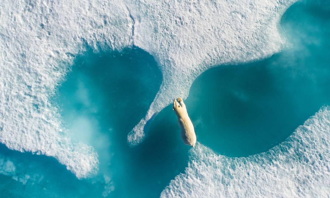 Um urso polar pula entre pedaços de água congelada no Canadá. O fotógrafo Florian Ledoux capturou o momento usando um drone em agosto de 2018. Animais estão enfrentando uma série de ameaças que estão afetando seu futuro status populacional. &#034;Eles estão entre os primeiros refugiados da mudança climática&#034;, escreveu Ledoux Foto: Florian Ledoux