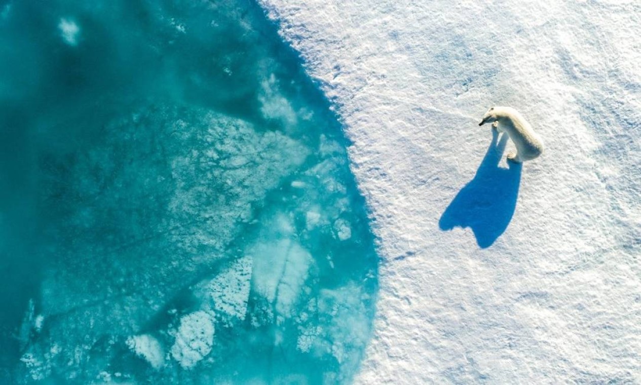 "Os ursos polares estão enfrentando uma série de ameaças que estão afetando seu futuro status populacional. Eles estão entre os primeiros refugiados da mudança climática." escreveu o fotógrafo. Foto: Florian Ledoux