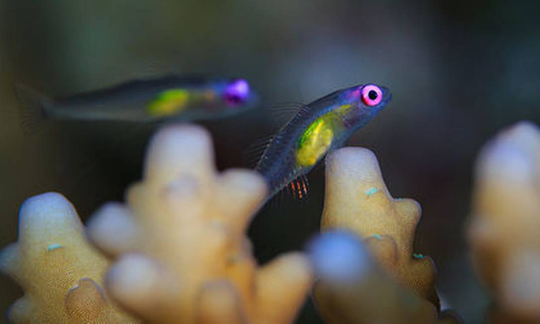 Os minúsculos Bryaninops natans são uma das 2800 espécies que se reproduzem rápido e morrem jovens, alimentando os ecossistemas dos recifes Foto: TANE SINCLAIR-TAYLOR / DIVULGAÇÃO