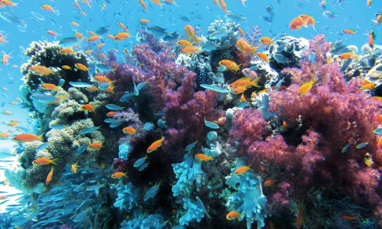 Ao longo do século passado, os pesquisadores tentaram resolver o "Paradoxo de Darwin": Como os recifes permanecem vivos, se são pobres em nutrientes? A profusão de pequenos peixes, com menos de 5 centímetros, mantém o coral vivo porque esses minúsculos nadadores viram comida para outros animais. Foto: Pixabay
