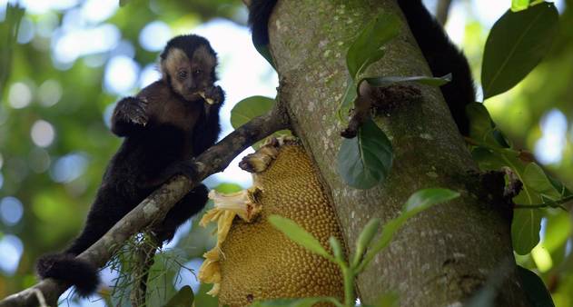 Pesquisadoras investigam macacos-prego que usam pedras como