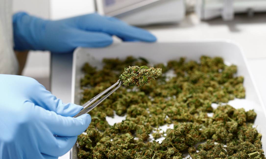 Cultivo da cannabis medicinal só deve ser liberada para farmacêuticas e institutos de pesquisa. Foto: MICHAELA REHLE / Reuters
