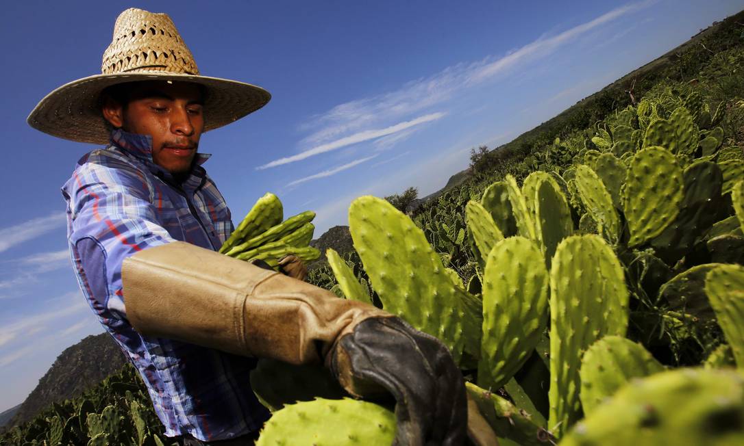 Mexicana cria plástico biodegradável feito de cacto para substituir