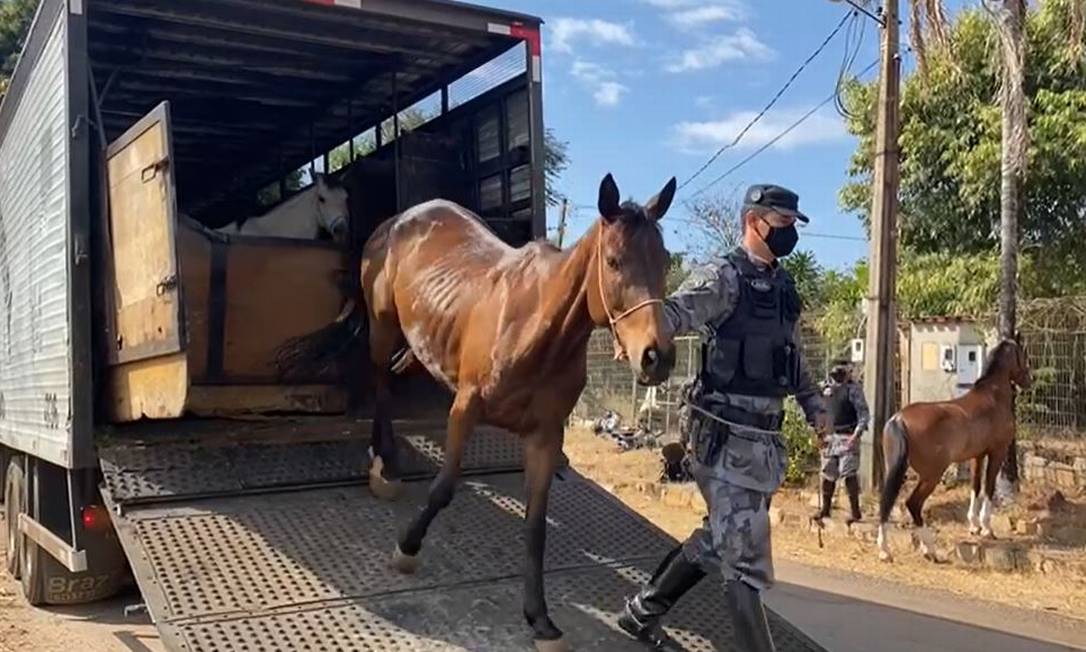 Cavalaria também está sendo utilizada para reforçar as buscas Foto: Secretaria de Segurança Pública de Goiás / Reprodução