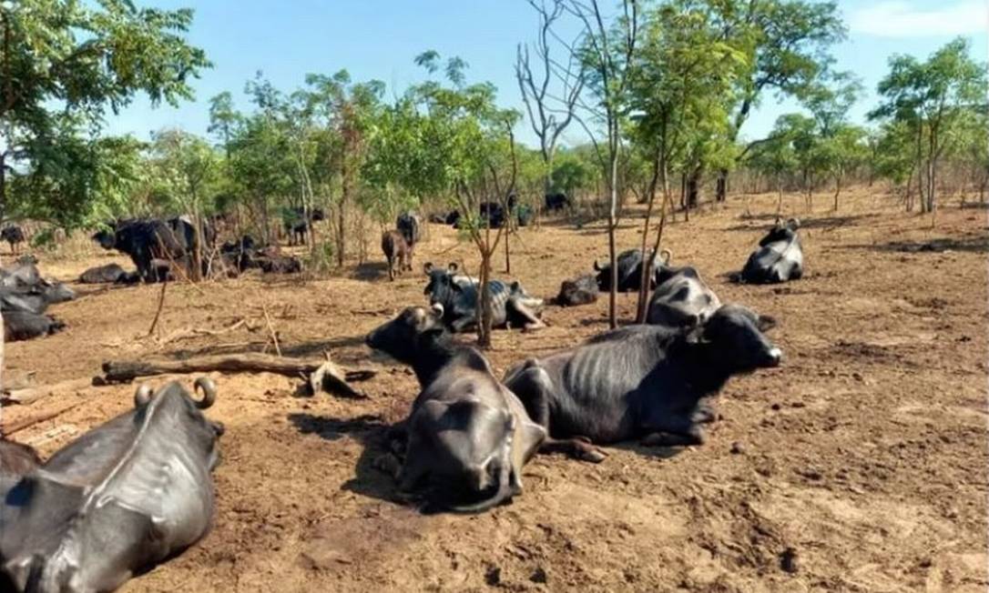 Búfalas foram abandonadas no sítio Água Sumida, em Brotas (SP), e são cuidadas pela ONG Ara Foto: Reprodução / Instagram bufalas_de_brotas