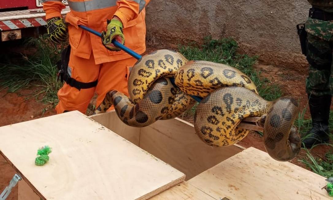 Cobra foi capturada pelos bombeiros e devolvida a seu habitat natural Foto: Divulgação/Bombeiros MG