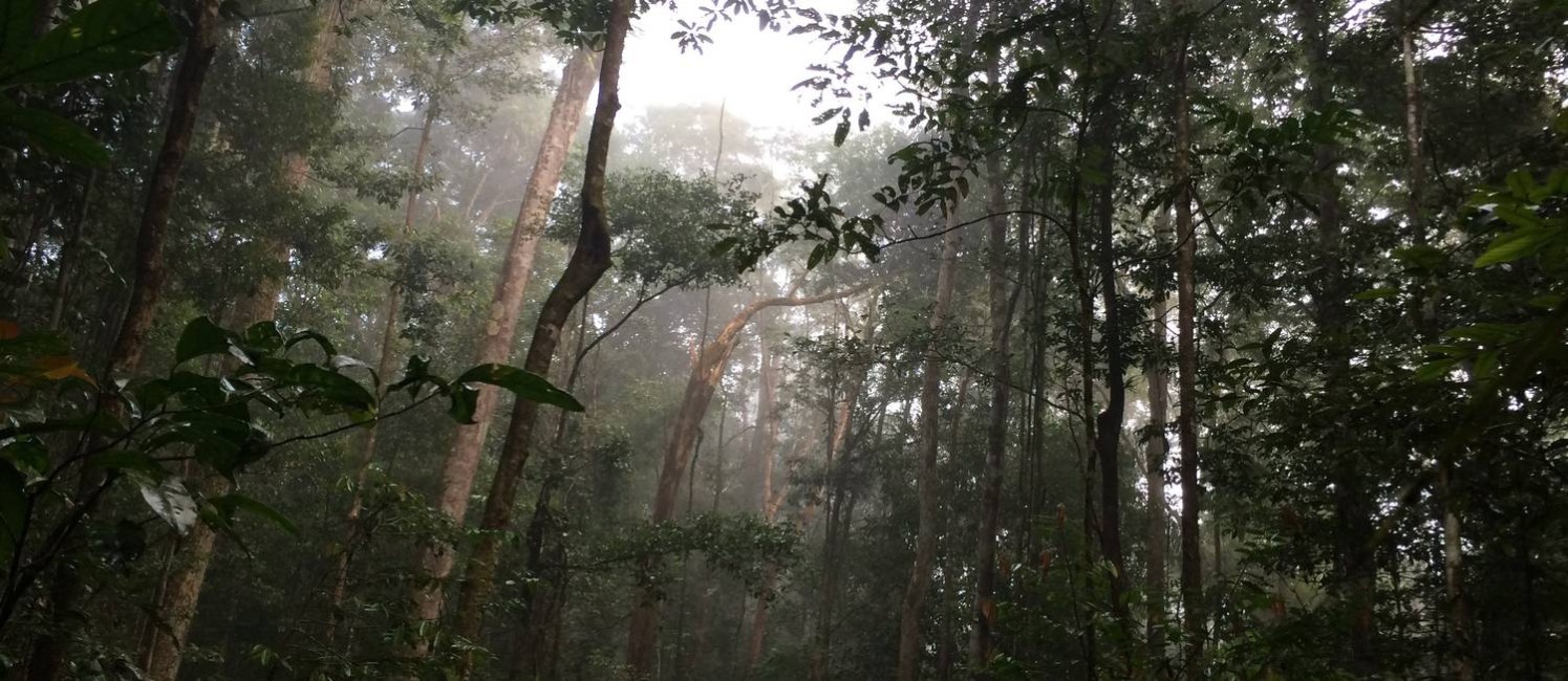 Floresta Nacional do Amapá Foto: Ana Lúcia Azevedo