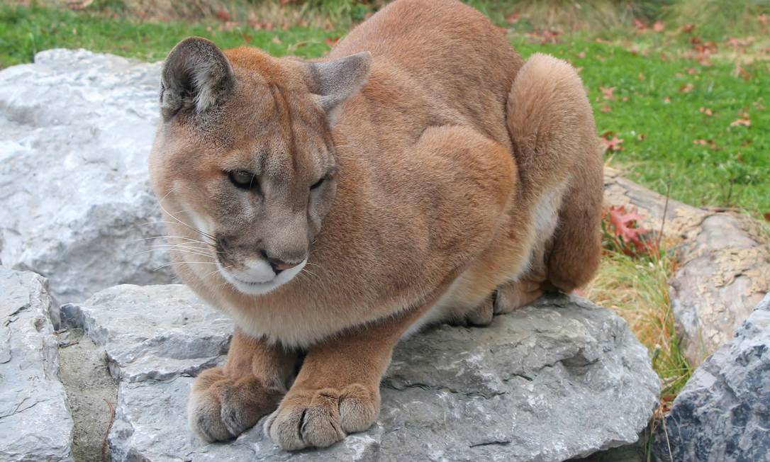 Puma concolor do Leste é considerado oficialmente extinto - Jornal