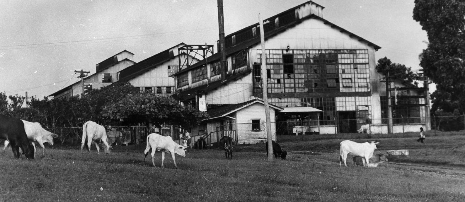 Fordlândia: fábrica construída em plena Amazônia nos anos 1920 vira série  de Werner Herzog - Jornal O Globo