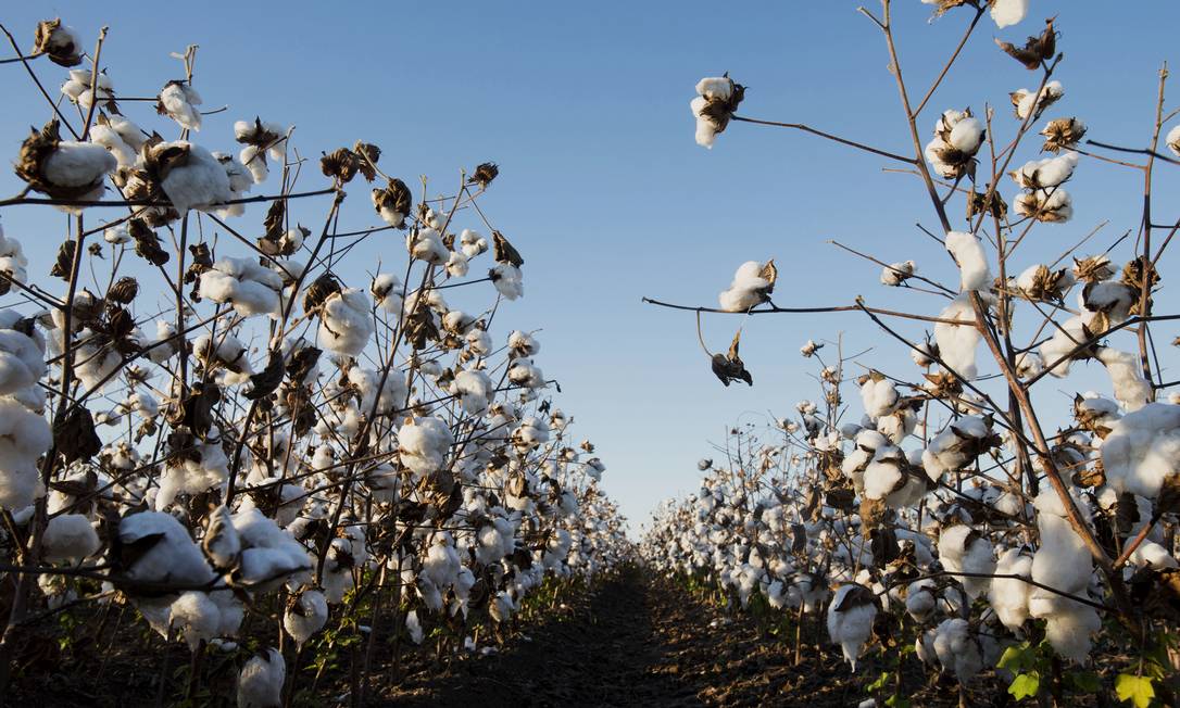 A agropecuária subiu puxada pelos cultivos de algodão e milho Foto: Ty Wright / Bloomberg News - 09/10/2013