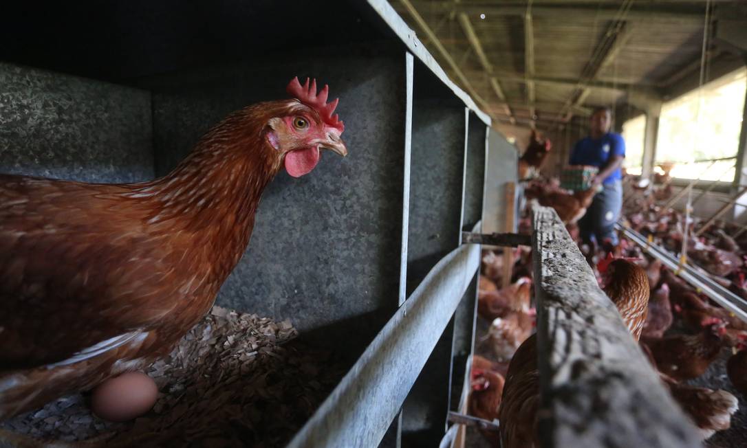 Criação de galinhas em Paraíba do Sul Foto: Custódio Coimbra / Agência O Globo