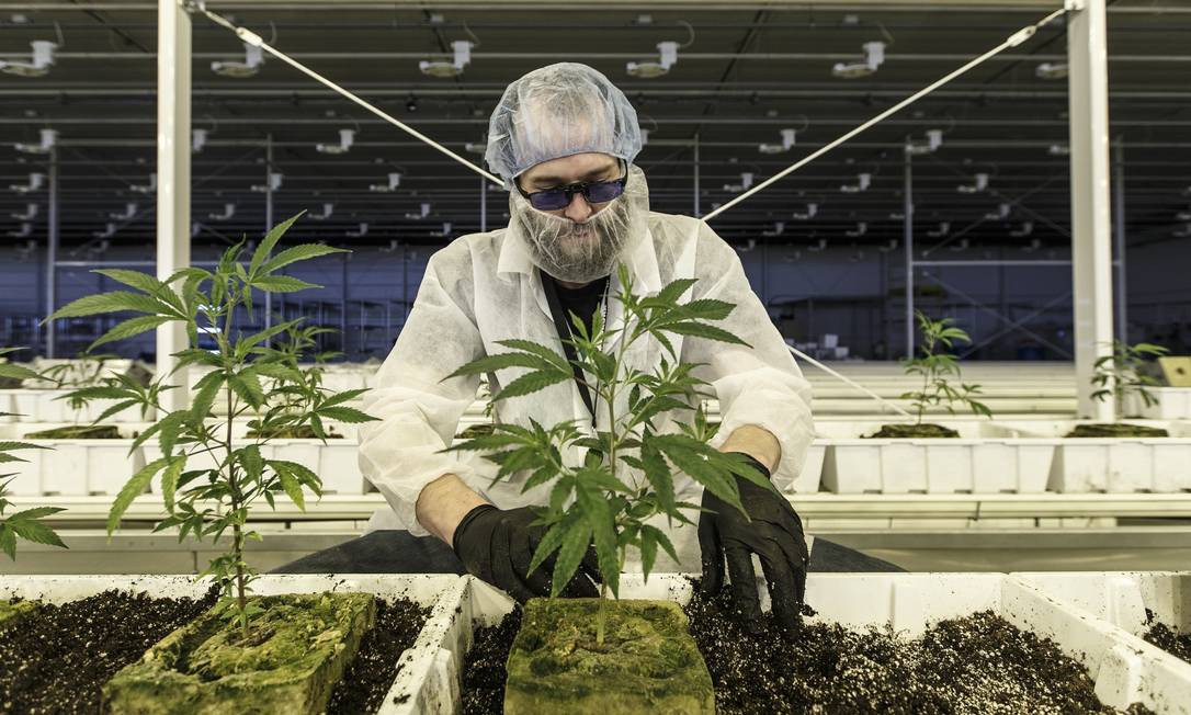 Trabalhador cuida de plantas de maconha na Aurora Cannabis, em Alberta, no Canadá
Foto: Jason Franson / Bloomberg