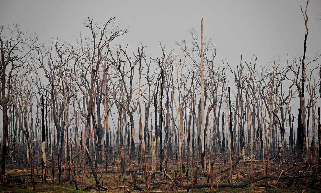 Área da Floresta Amazônica queimada: para europeus e americanos, o Brasil falha em proteger natureza Foto: Carl de Souza / AFP