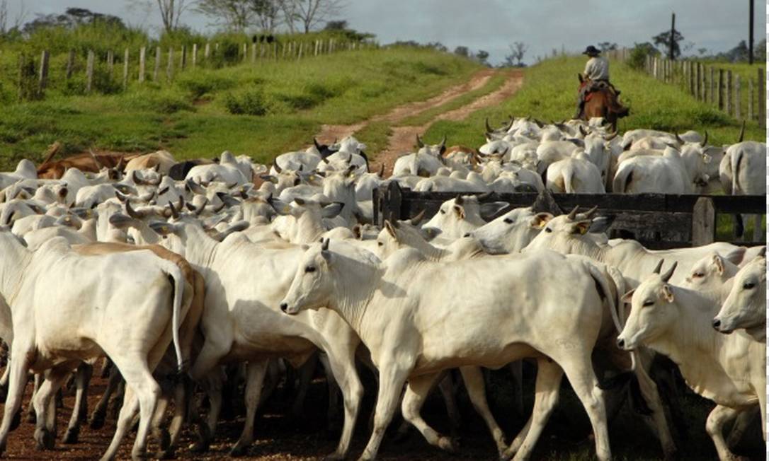Exportação de carne bovina pela Argentina está suspensa por 30 dias Foto: Bloomberg
