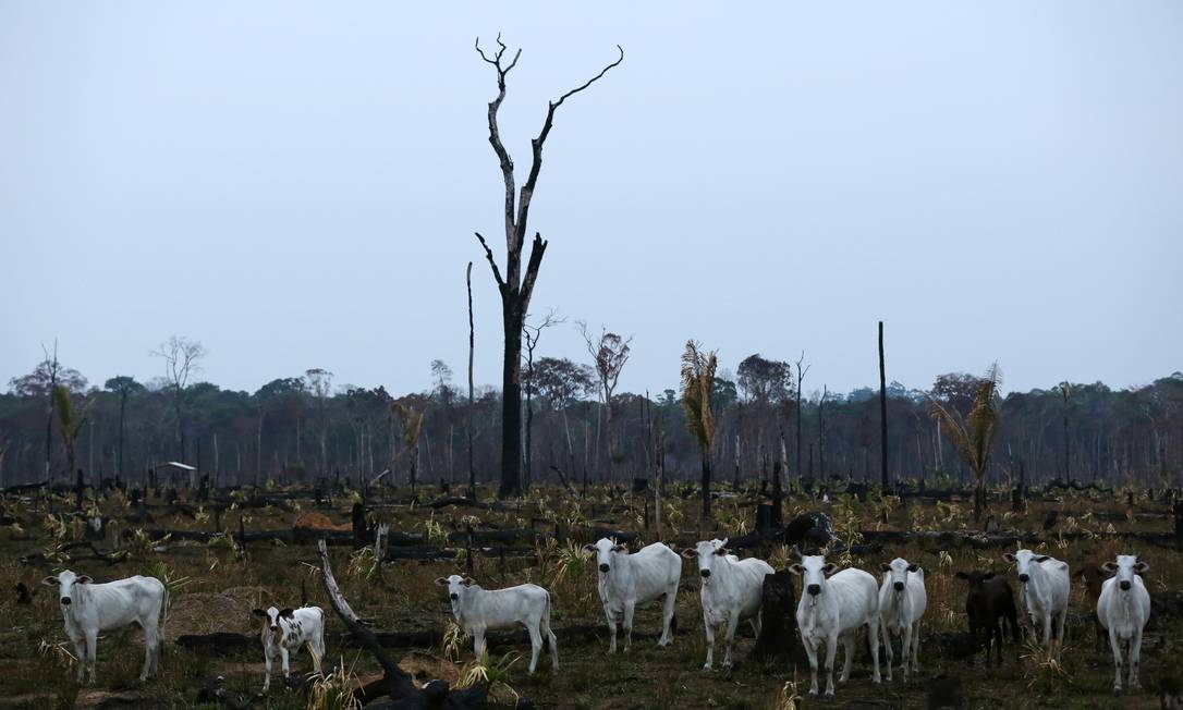 Gado na Amazônia após fogo na floresta: aumento das áreas para plantação e pasto não implicou em geração de empregos na região Foto: BRUNO KELLY / Reuters