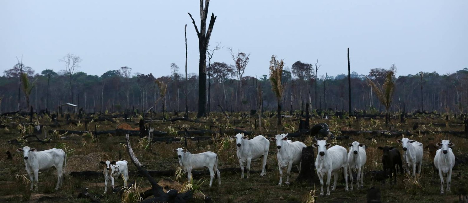 Gado na Amazônia após fogo na floresta: carne será vetada na Europa se for originária de desmatamento Foto: BRUNO KELLY / Reuters