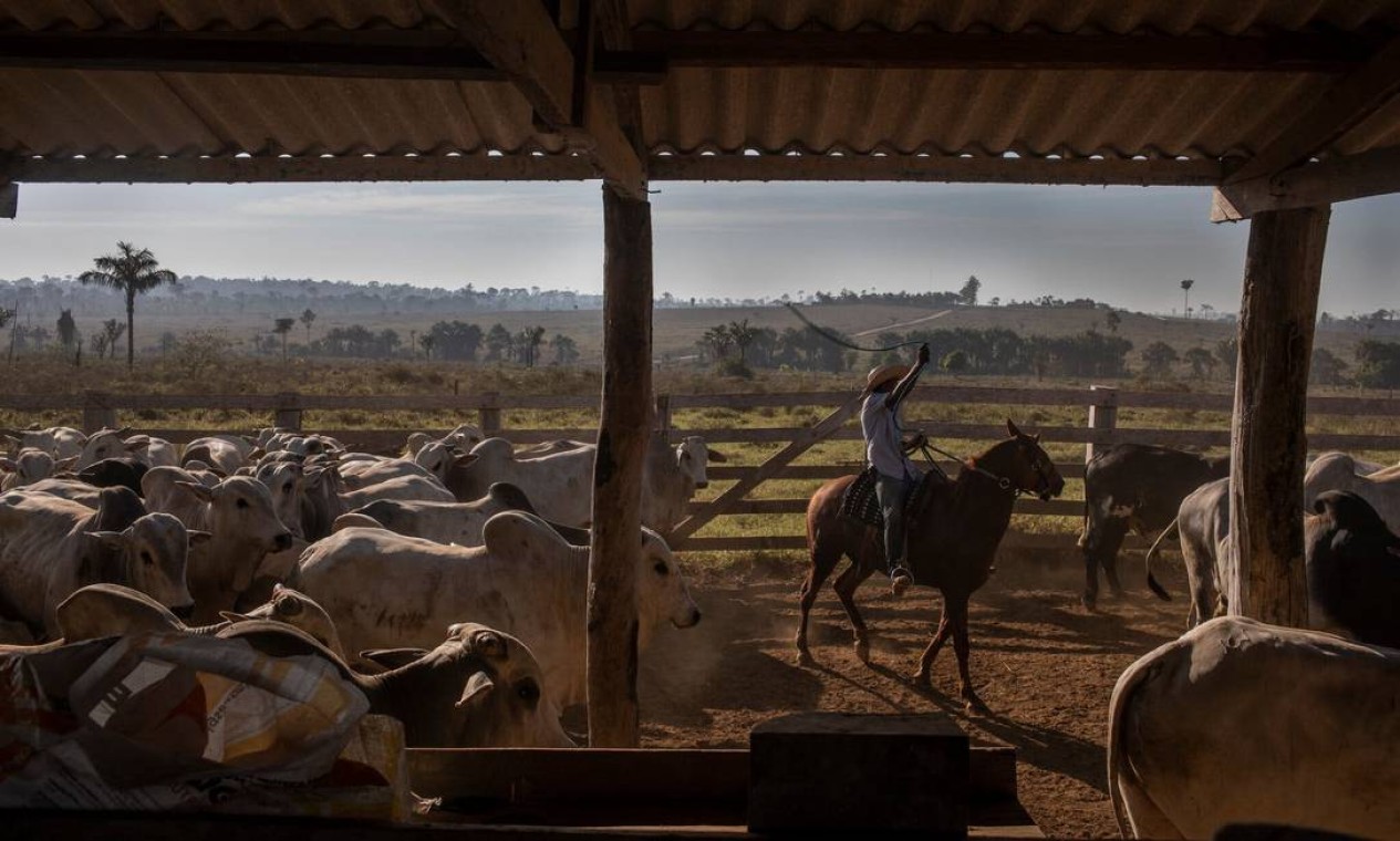 Gado da fazenda de Odilon Felipe foi recolhido para enviar a um matadouro Foto: New York Times