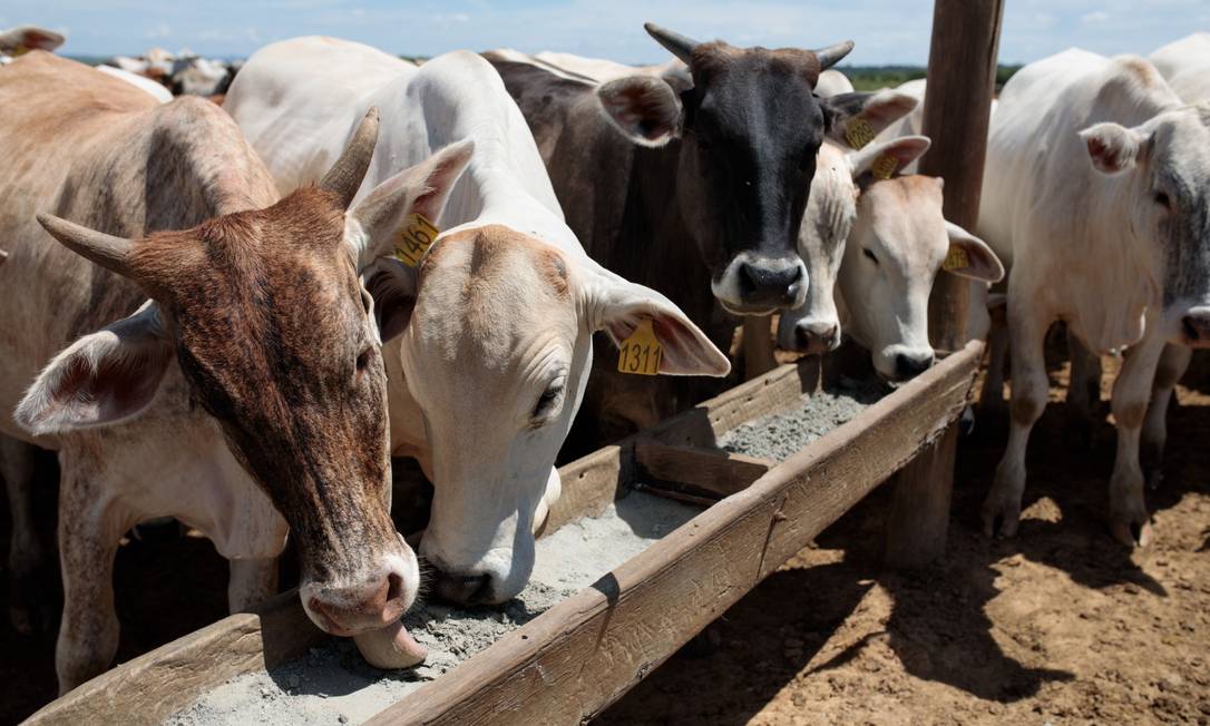 Varejistas europeis suspendem importação de carne bovina do Brasil Foto: Patricia Monteiro / Bloomberg