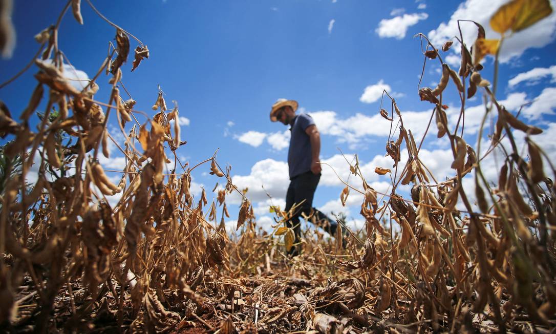 Impacto na colheita: plantação de soja afetada pela seca no rio grande do sul estiagem causa perdas bilionárias ao agronegócio Foto: Diego Vara / Reuters