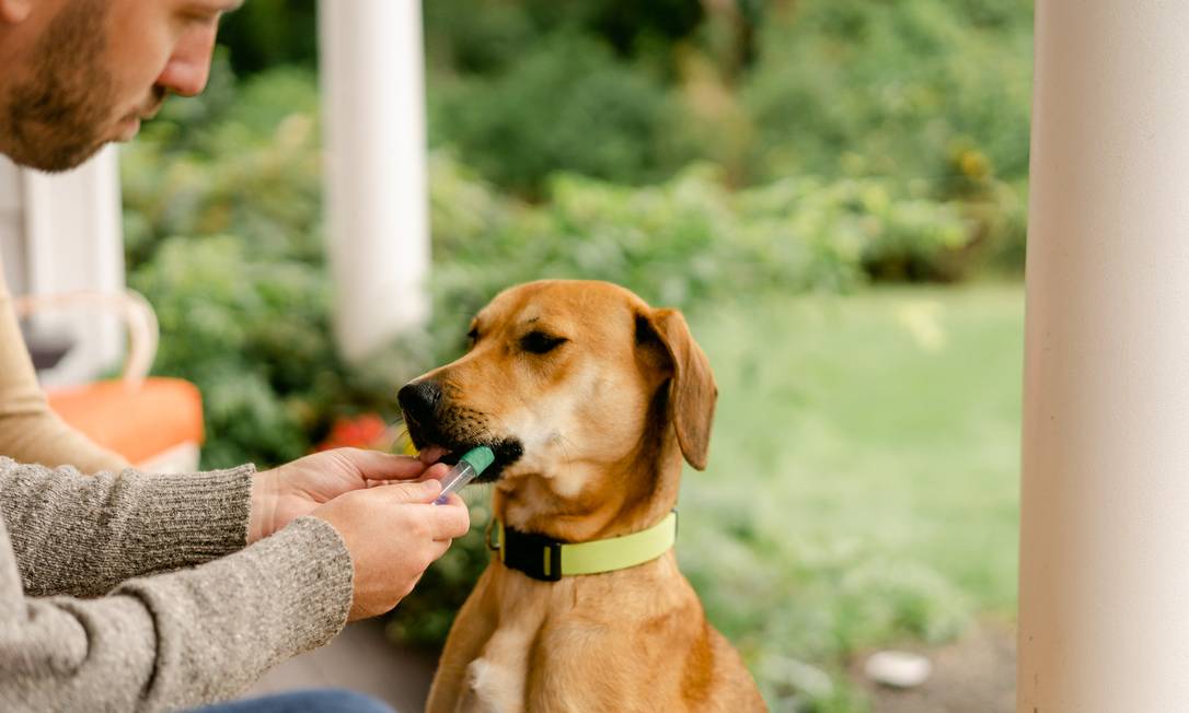 Venerinário colhendo uma amostra de saliva do cãozinho para o teste de DNA Foto: HANDOUT / AFP