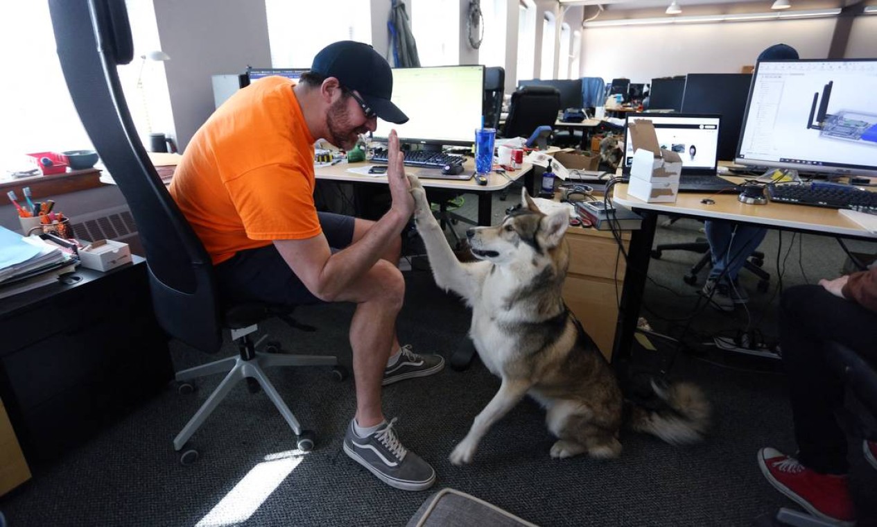 Bill Dicke, presidente da Tungsten Collaborative brinca com seu cachorro no escritório Foto: DAVE CHAN / AFP