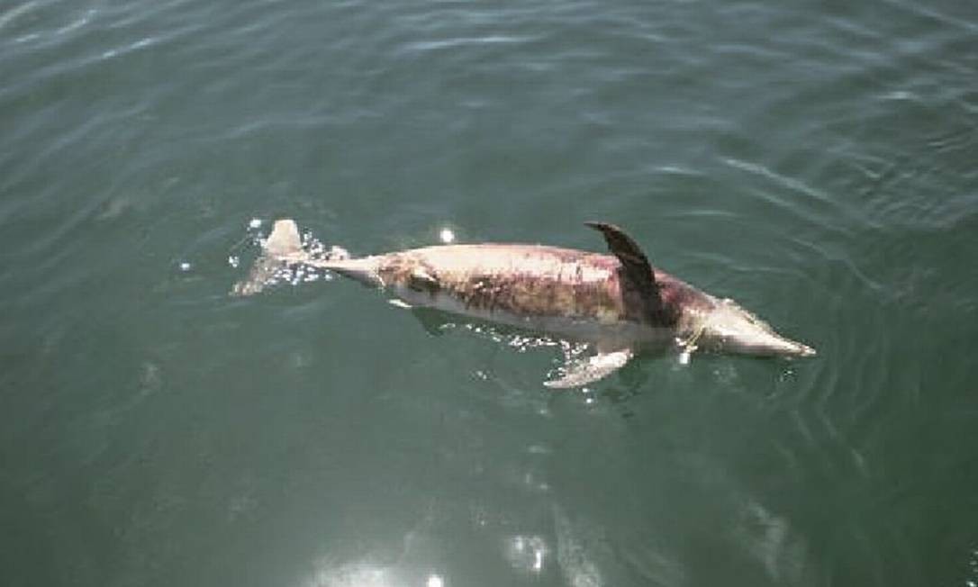 Fiscais do Ibama fotografaram peixe morto boiando na Ilha Grande após tentar escapar de redes e arpões de pescadores. Foto: Reprodução