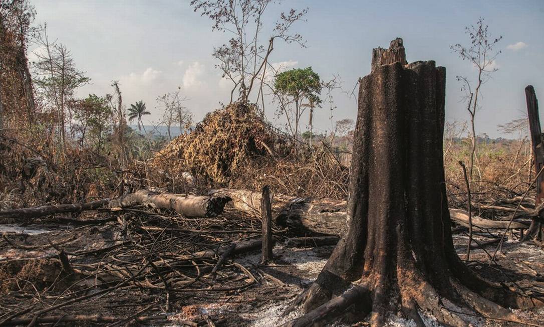 Um trecho de 3.730 hectares de floresta — equivalentes a 23 parques Ibirapuera ou 31 aterros do Flamengo — desapareceu. Foto: Edilson Dantas / Agência O Globo