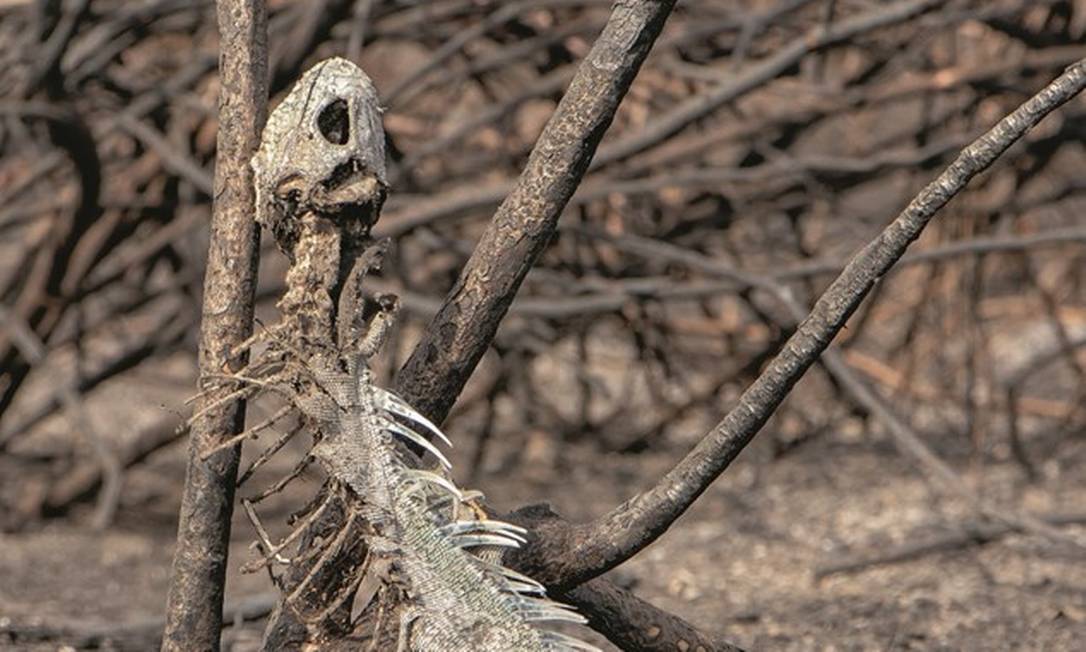 Dados do Instituto Nacional de Pesquisas Espaciais registraram 99 pontos de fogo no Pantanal há duas semanas, no maior incêndio ocorrido na região nos últimos 14 anos. Foto: Silas Ismael