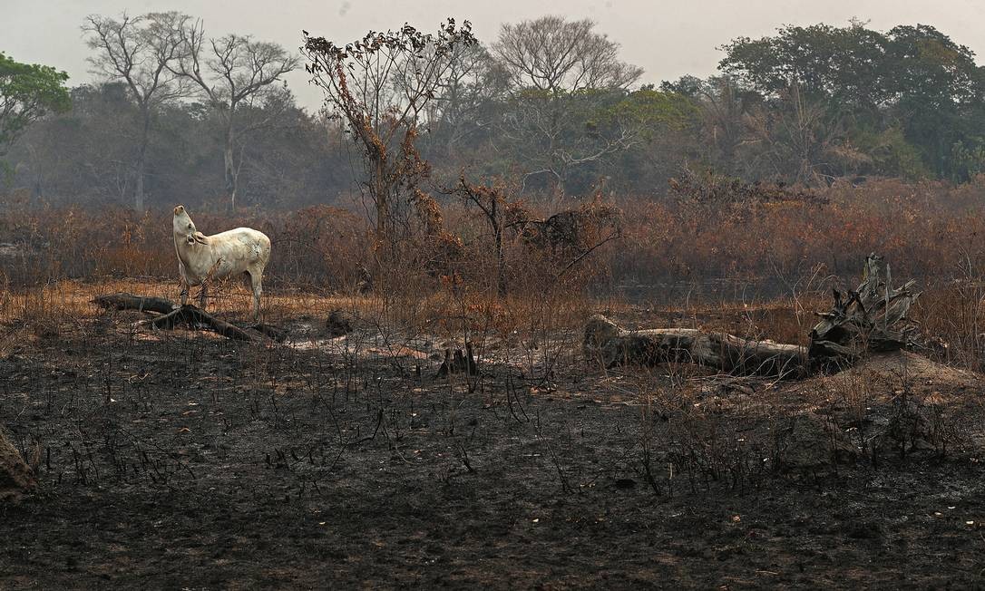 A Polícia Federal suspeita que as queimadas foram impulsionadas por ações criminosas de fazendeiros. Foto: Amanda Perobelli / Reuters