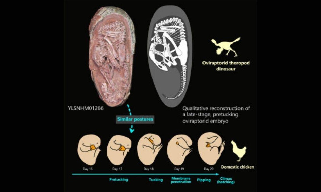 Posição do embrião dentro do ovo é semelhante a de filhotes em espécies de pássaros Foto: Reprodução/iScience