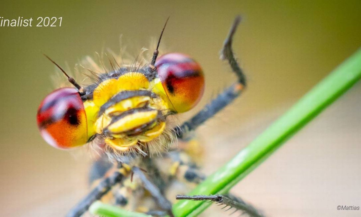 Nesse registro de perto feito pelo fotógrafo Mattias Hammar de uma donzela vermelha, o inseto parece acenar e sorrir para a câmera. Foto: Mattias Hammar / Comedy Wildlife Photography Awards 2021