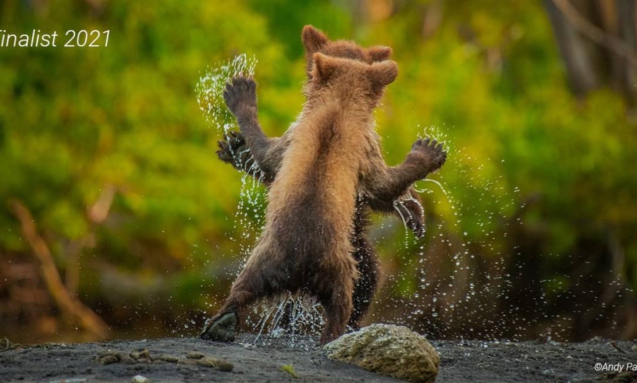 O fotógrafo Andy Parkinson registrou o momento em que dois filhotes de urso Kamchatka brincam de luta. Foto: Andy Parkinson / Comedy Wildlife Photography Awards 2021