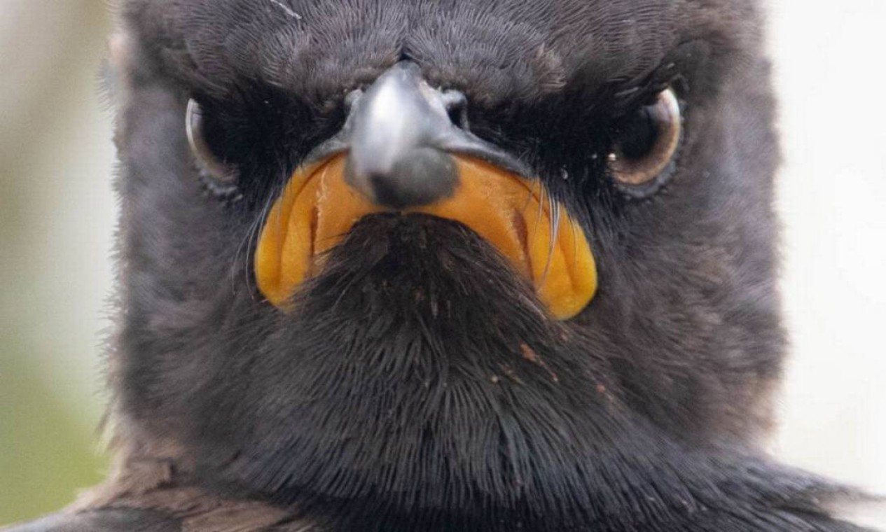 O fotógrafo Andrew Mayes capturou o momento em que uma ave parece não estar muito feliz em Rietvlei, na África do Sul. Foto: Andrew Mayes / Comedy Wildlife Photography Awards 2021