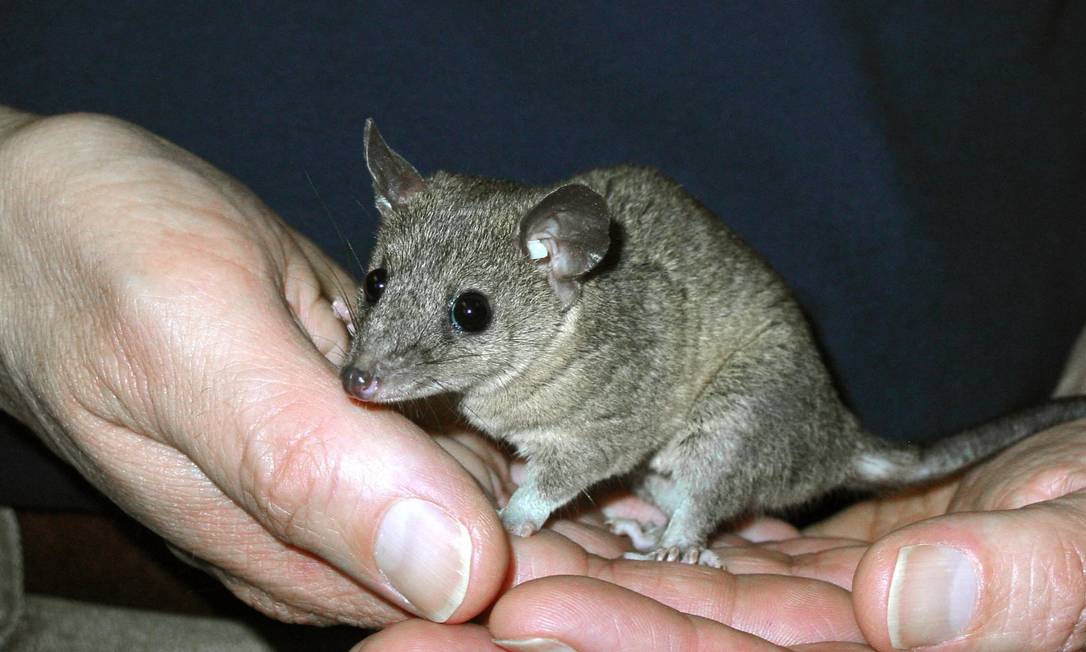 
Alguns pequenos marsupiais insetívoros acasalam por até 14 horas e morrem em seguida
Foto: Paul Samollow / EFE