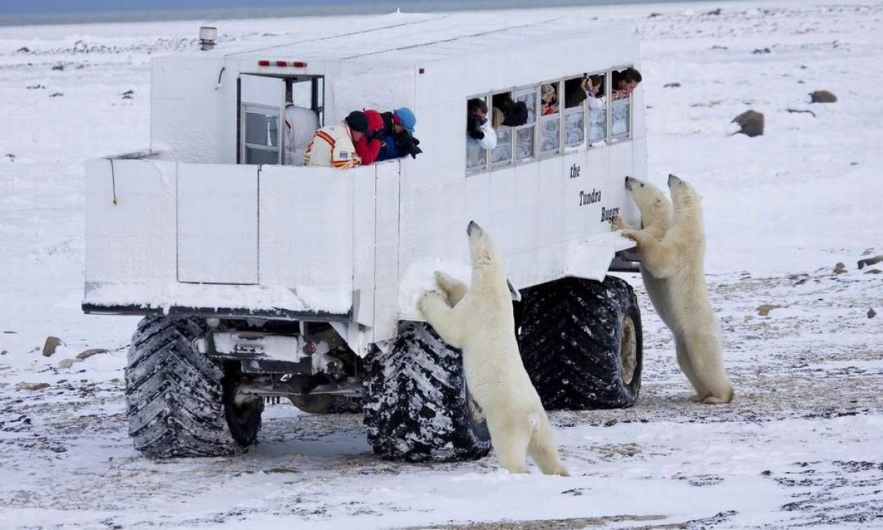 O Tundra Buggy é usado para observação de ursos nos passeios oferecidas pelas operadoras baseadas em Churchill. Nessas excursões, os passageiros não descem do veículo Foto: Divulgação/ Frontiers North Adventures